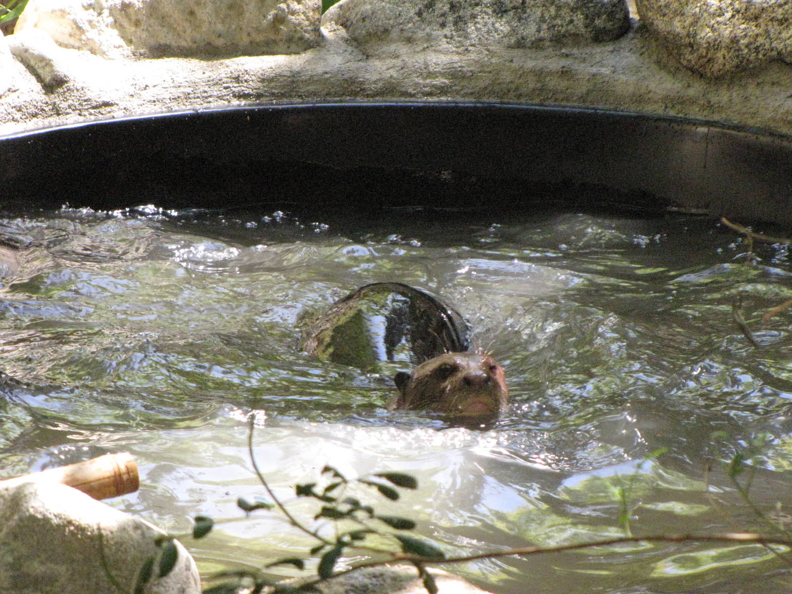 Giant Otter