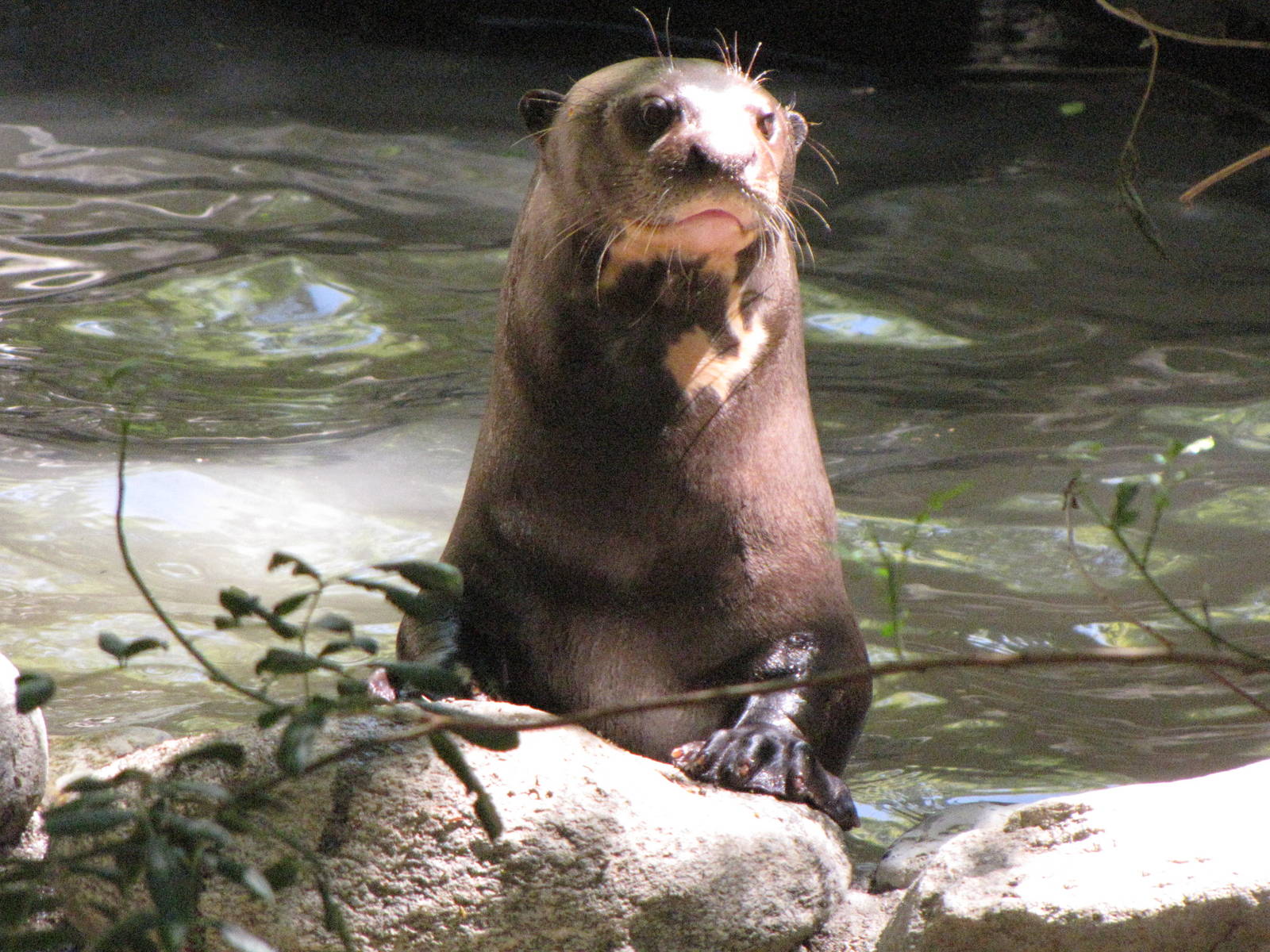 Giant Otter