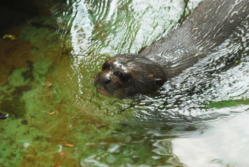 Giant otter