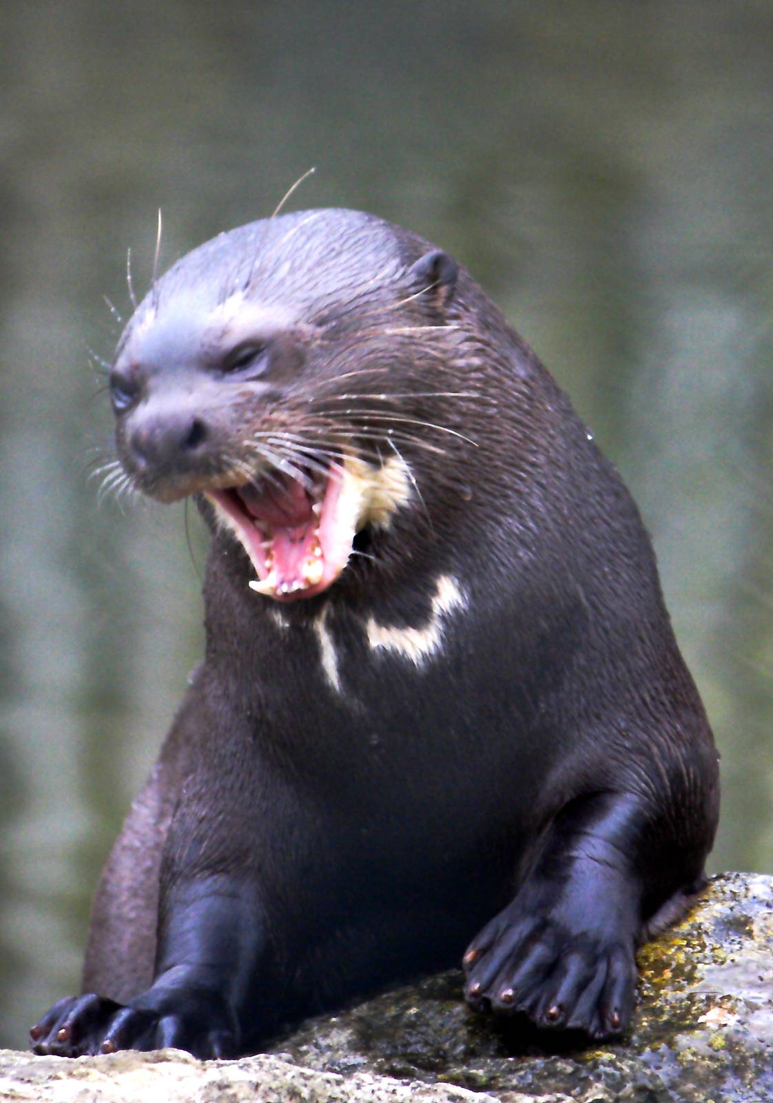 Giant otter1