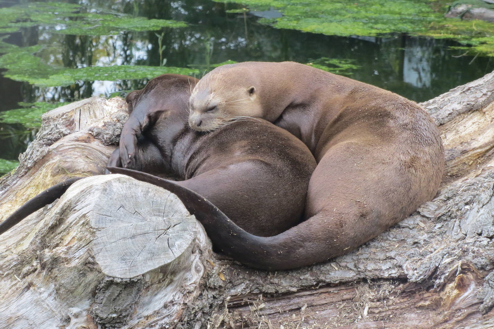 Giant Otters 031015