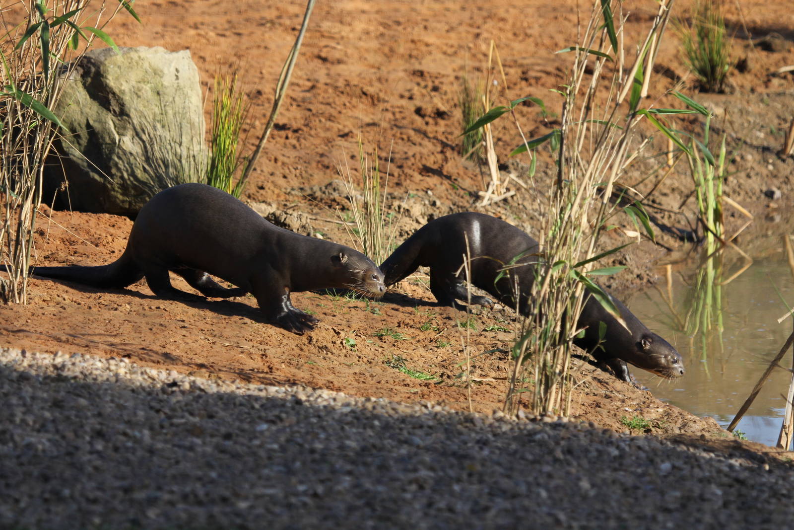 Giant otters 20-10-15