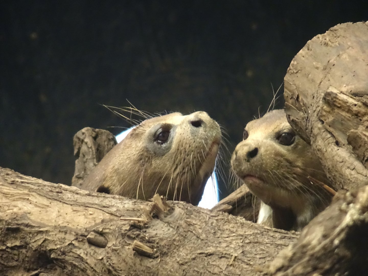 Giant Otters 6 September 2025