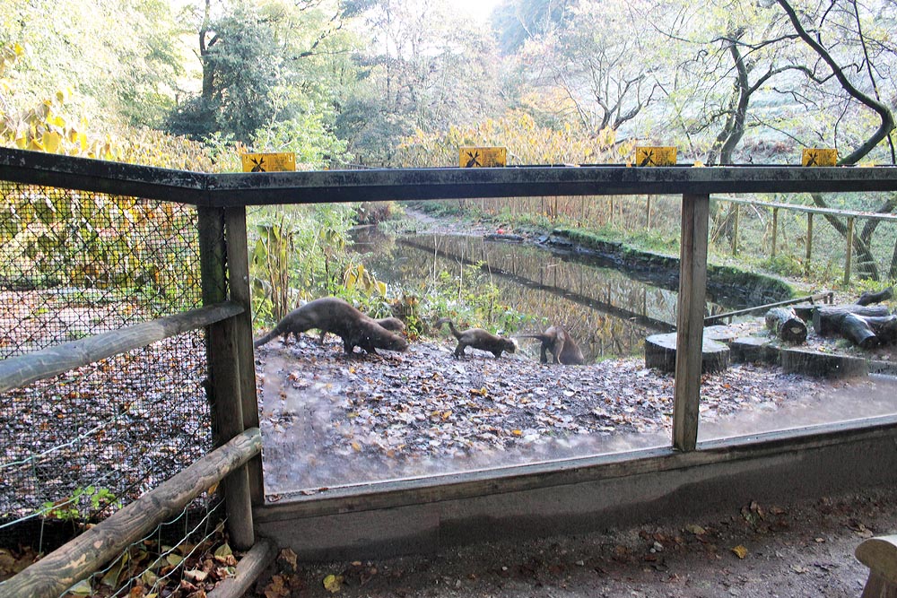 Giant otters and cubs - running down to the pool