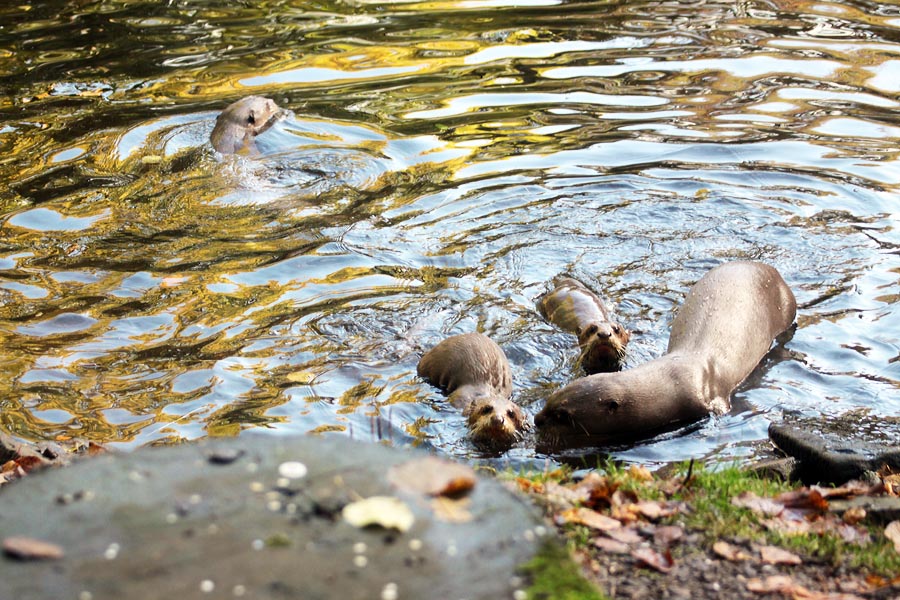 Giant otters and cubs