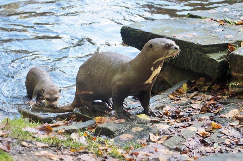 Giant otters and cubs