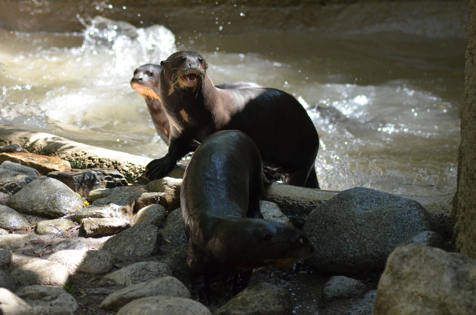 Giant Otters At Play