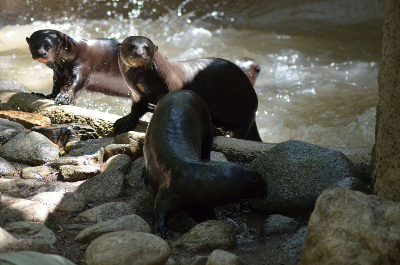 Giant Otters At Play