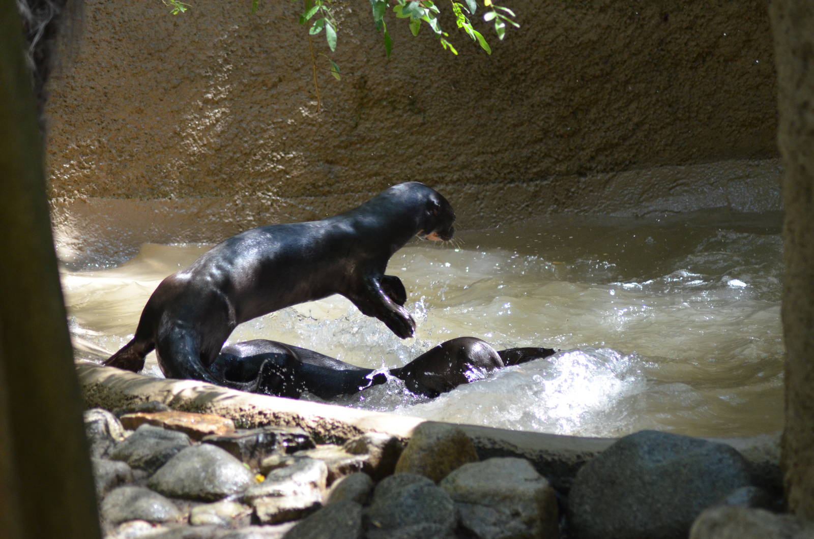Giant Otters At Play