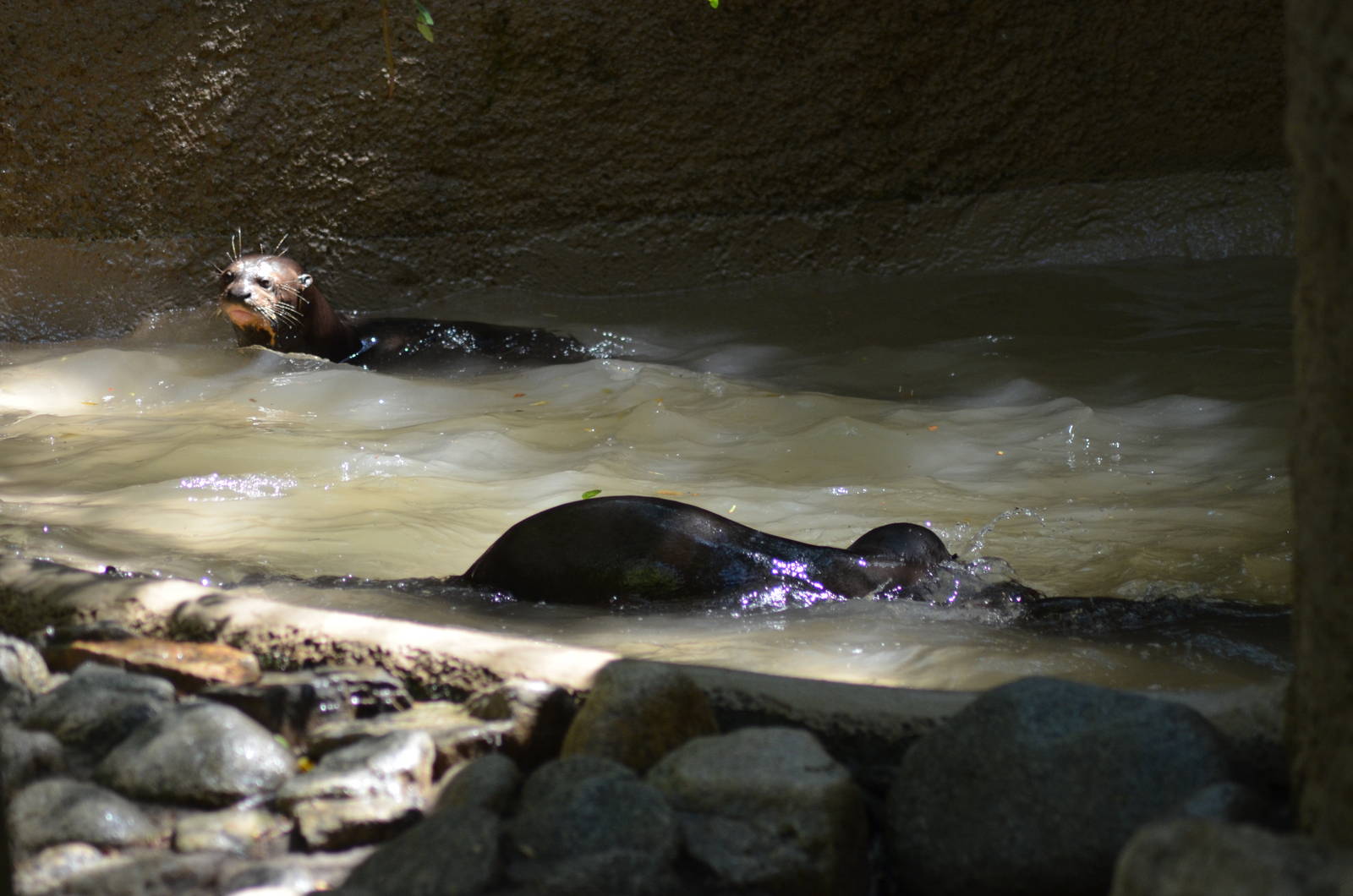 Giant Otters At Play