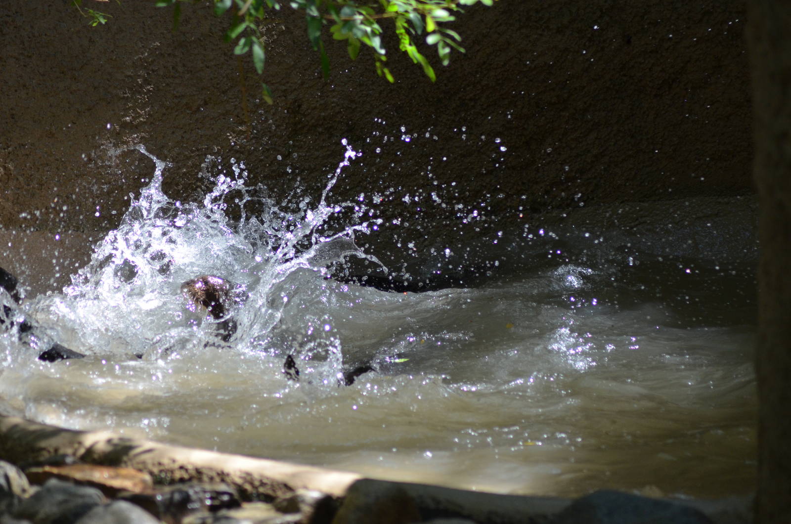 Giant Otters At Play
