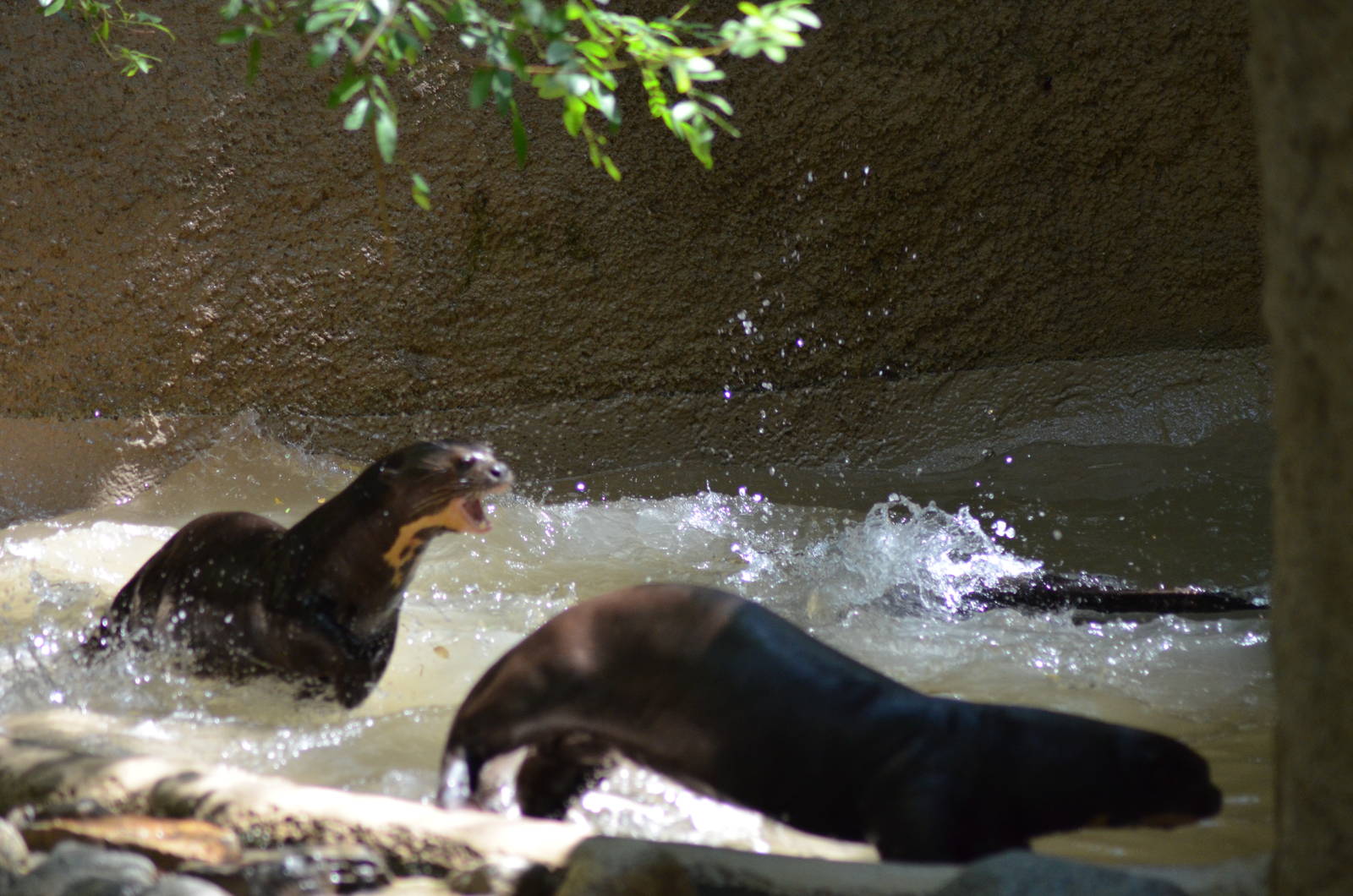 Giant Otters At Play