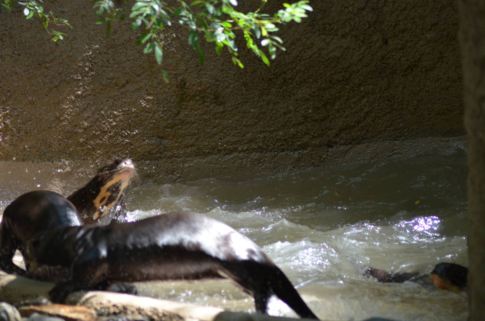 Giant Otters At Play
