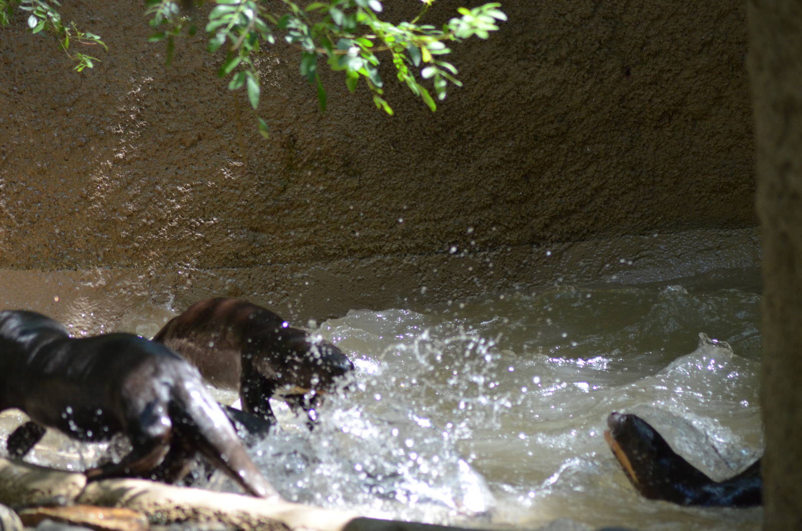 Giant Otters At Play