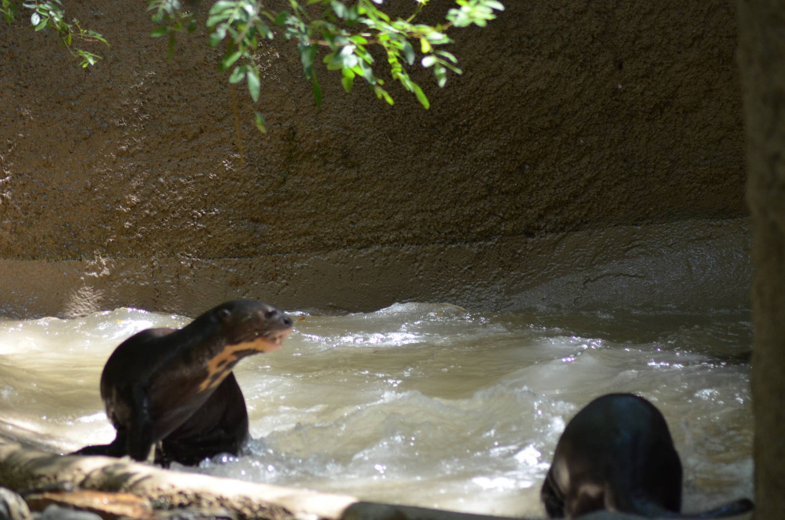 Giant Otters At Play