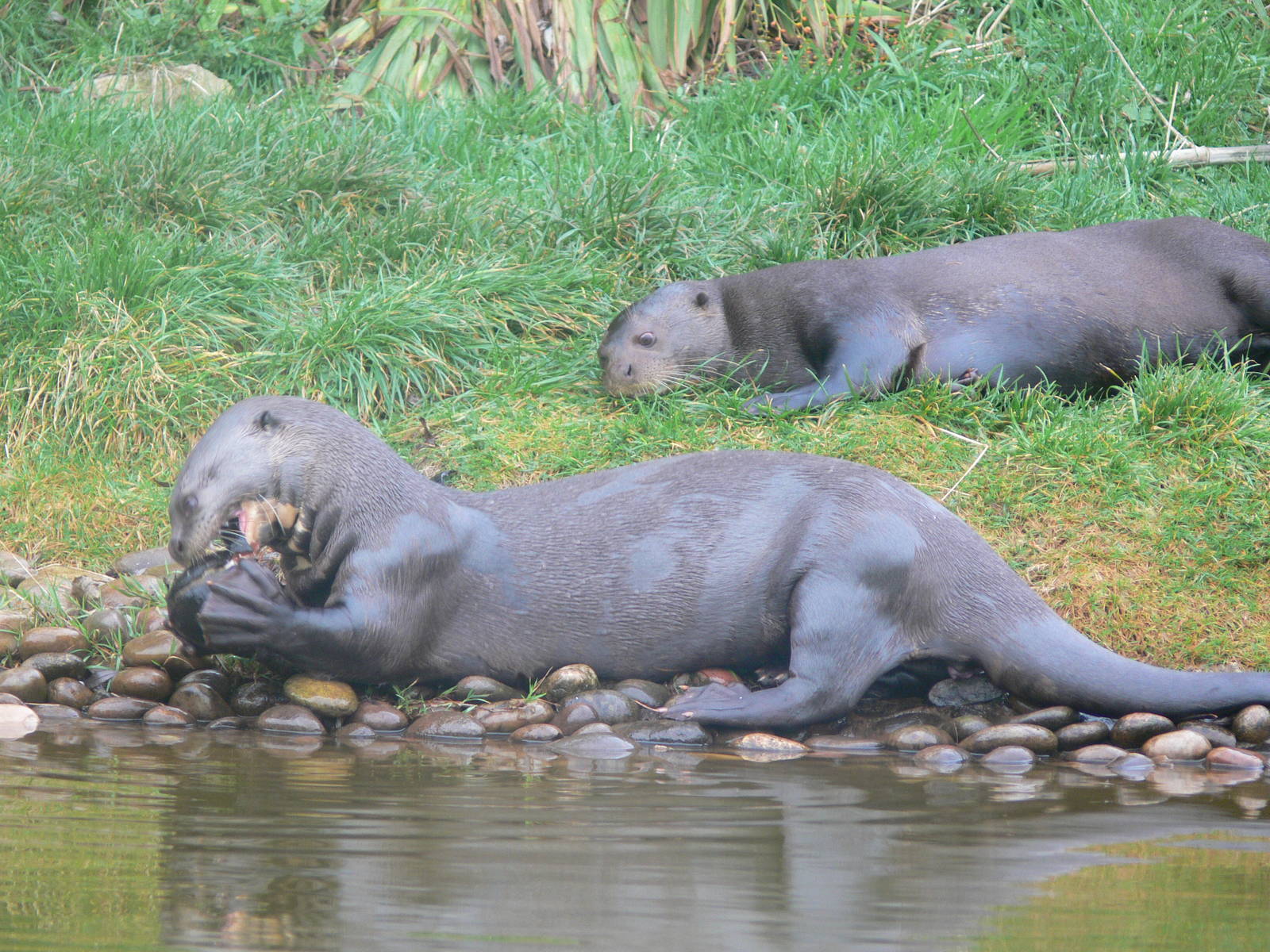 Giant Otters at South Lakes WAP 24/11/12