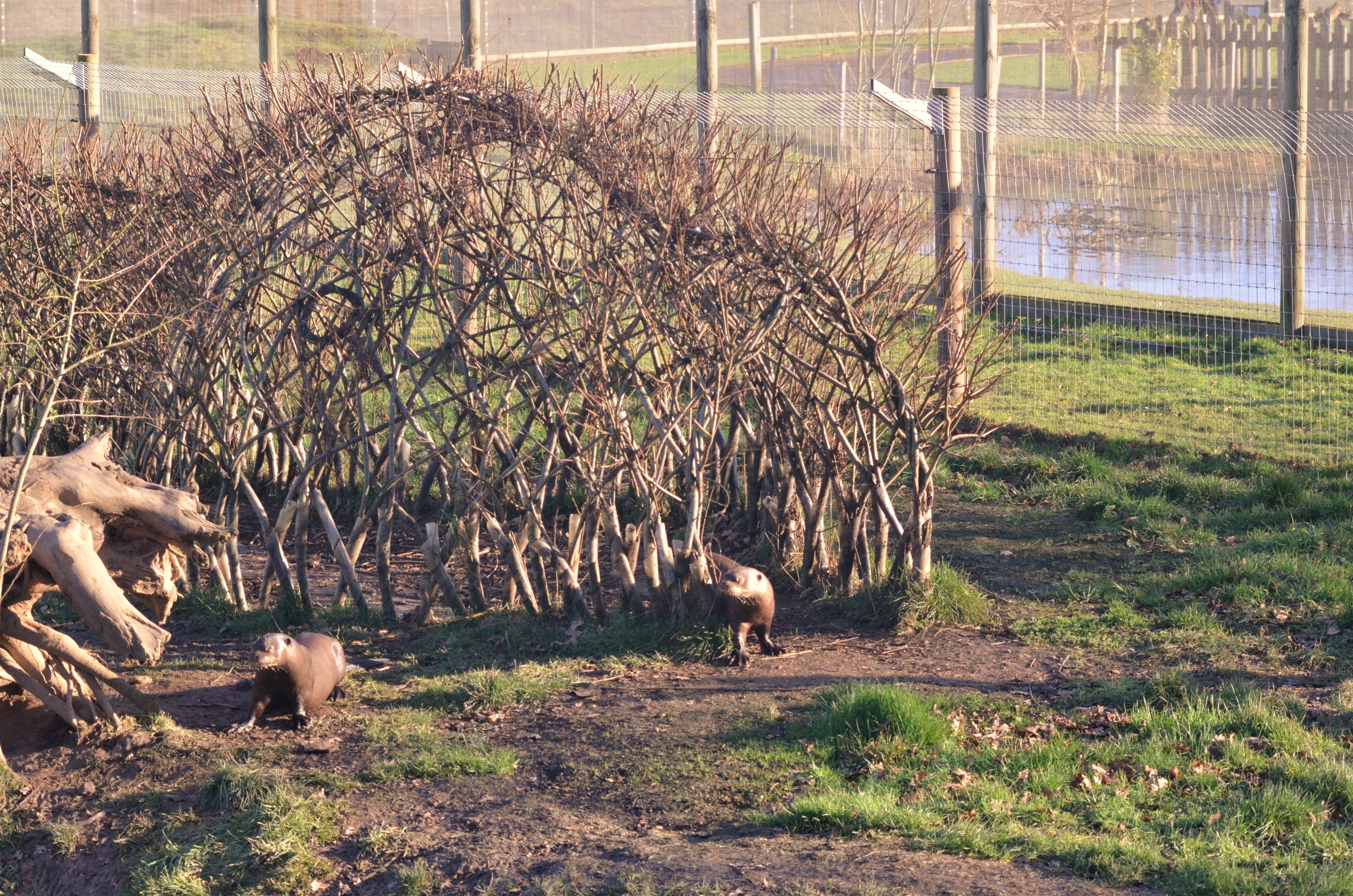 Giant Otters at Yorkshire WP, 14/01/17