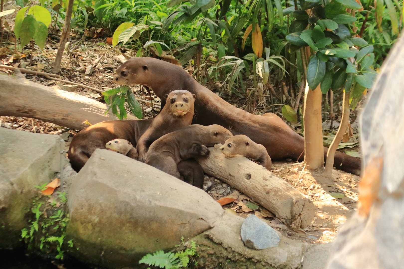 Giant otters (August 2020)