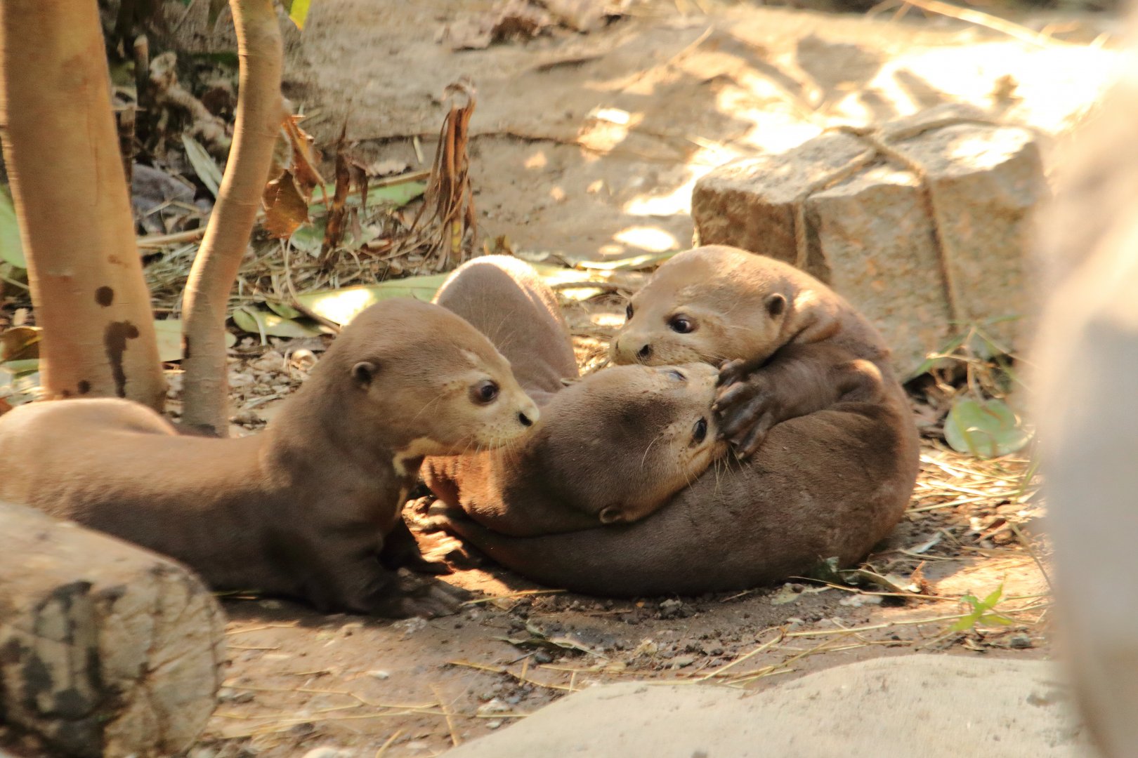 Giant otters (August 2020)
