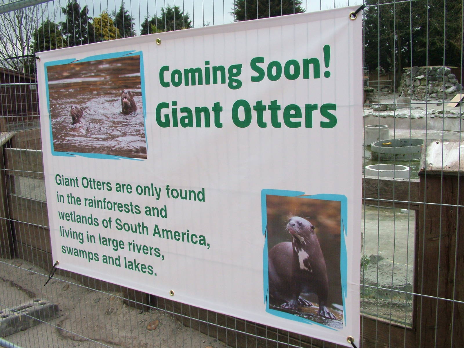 Giant Otters - Coming Soon at Chester 06/03/10