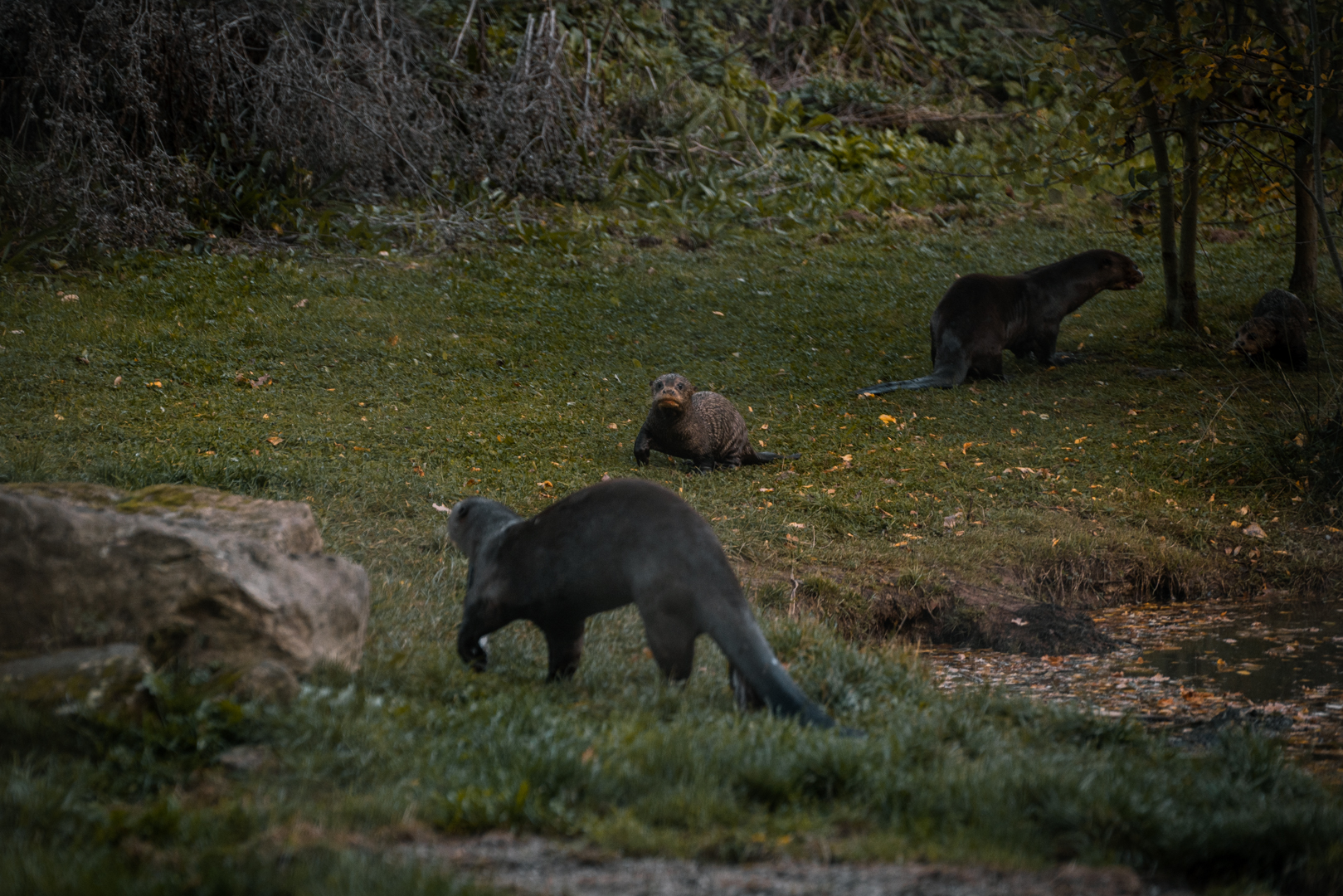 Giant Otters feeding