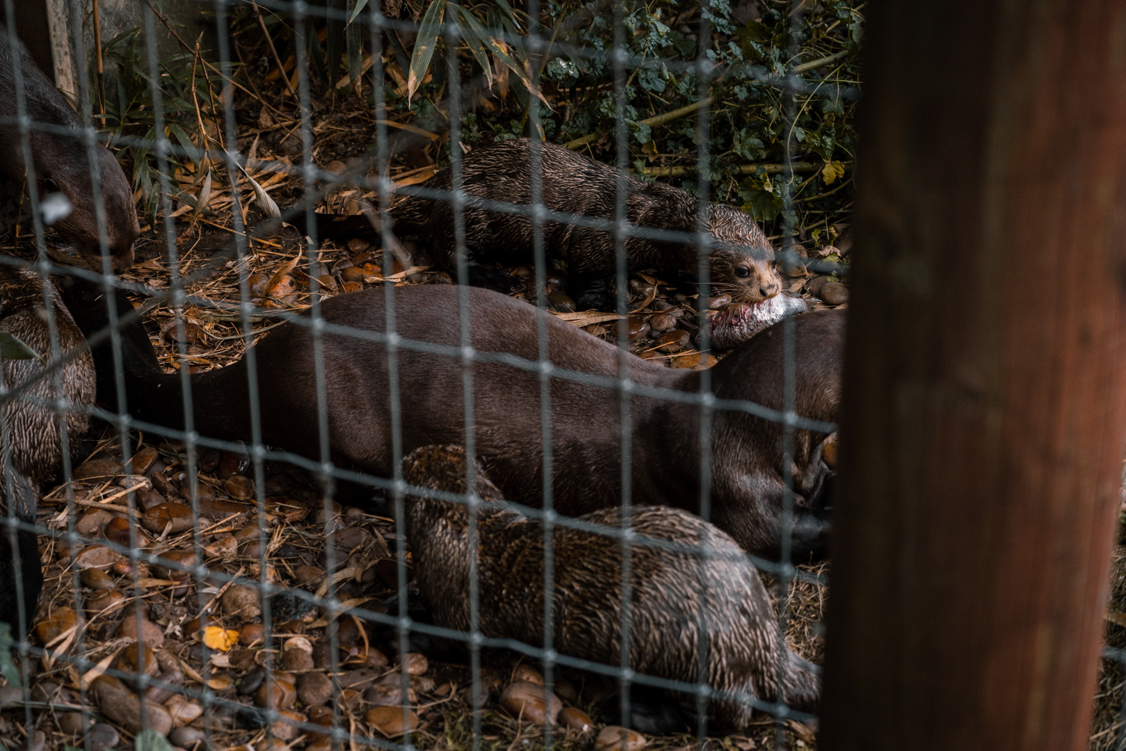 Giant Otters feeding