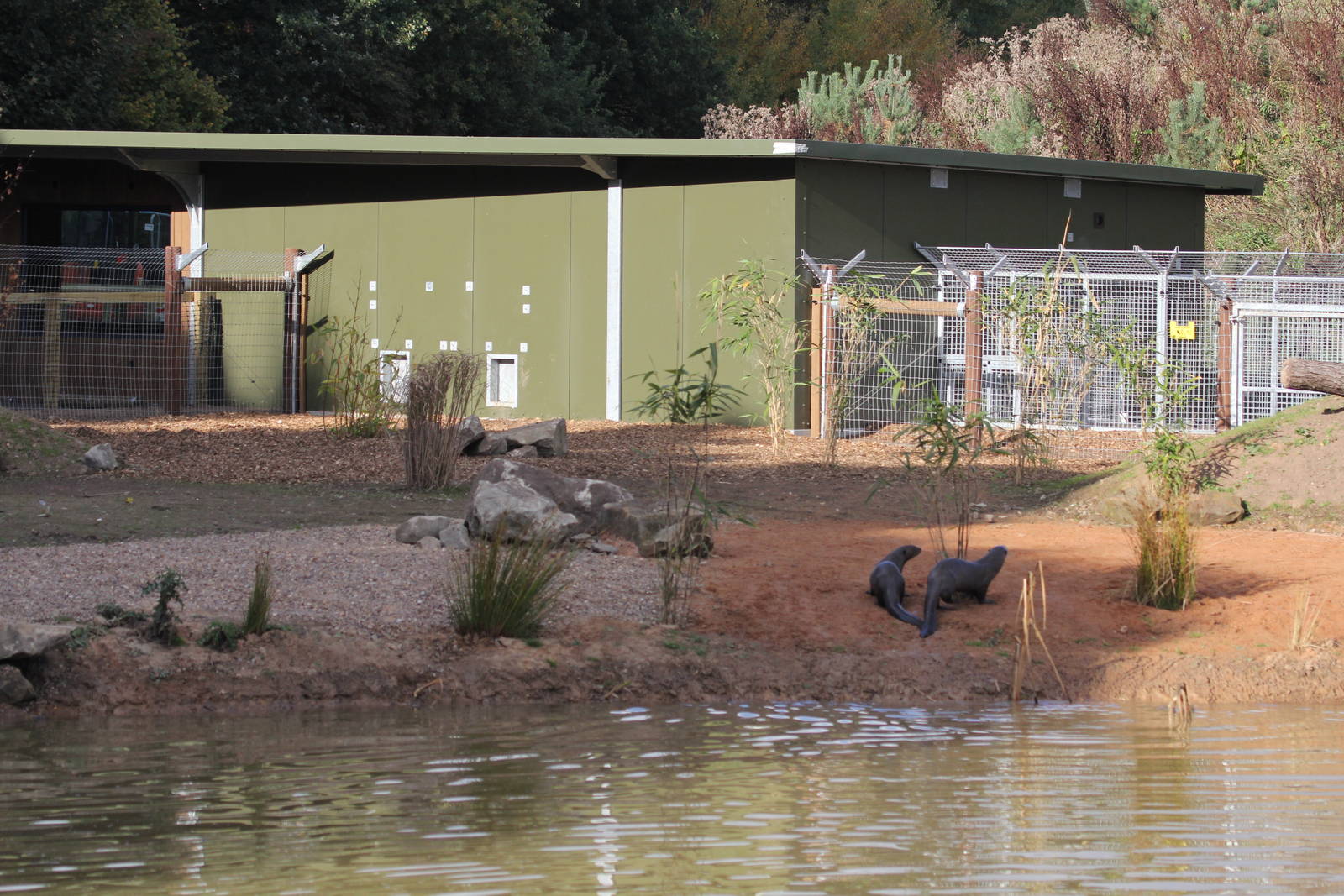Giant otters in front of indoor housing unit 20-10-15