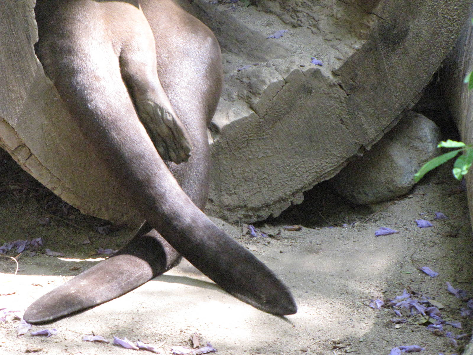 Giant Otters In Love