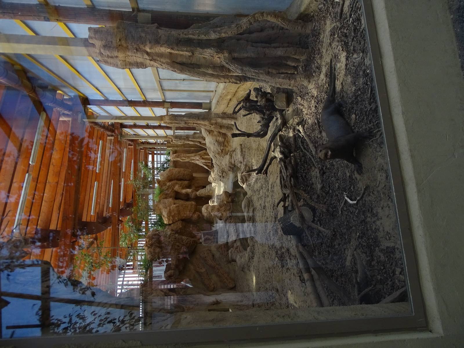 Giant otters indoor enclosure