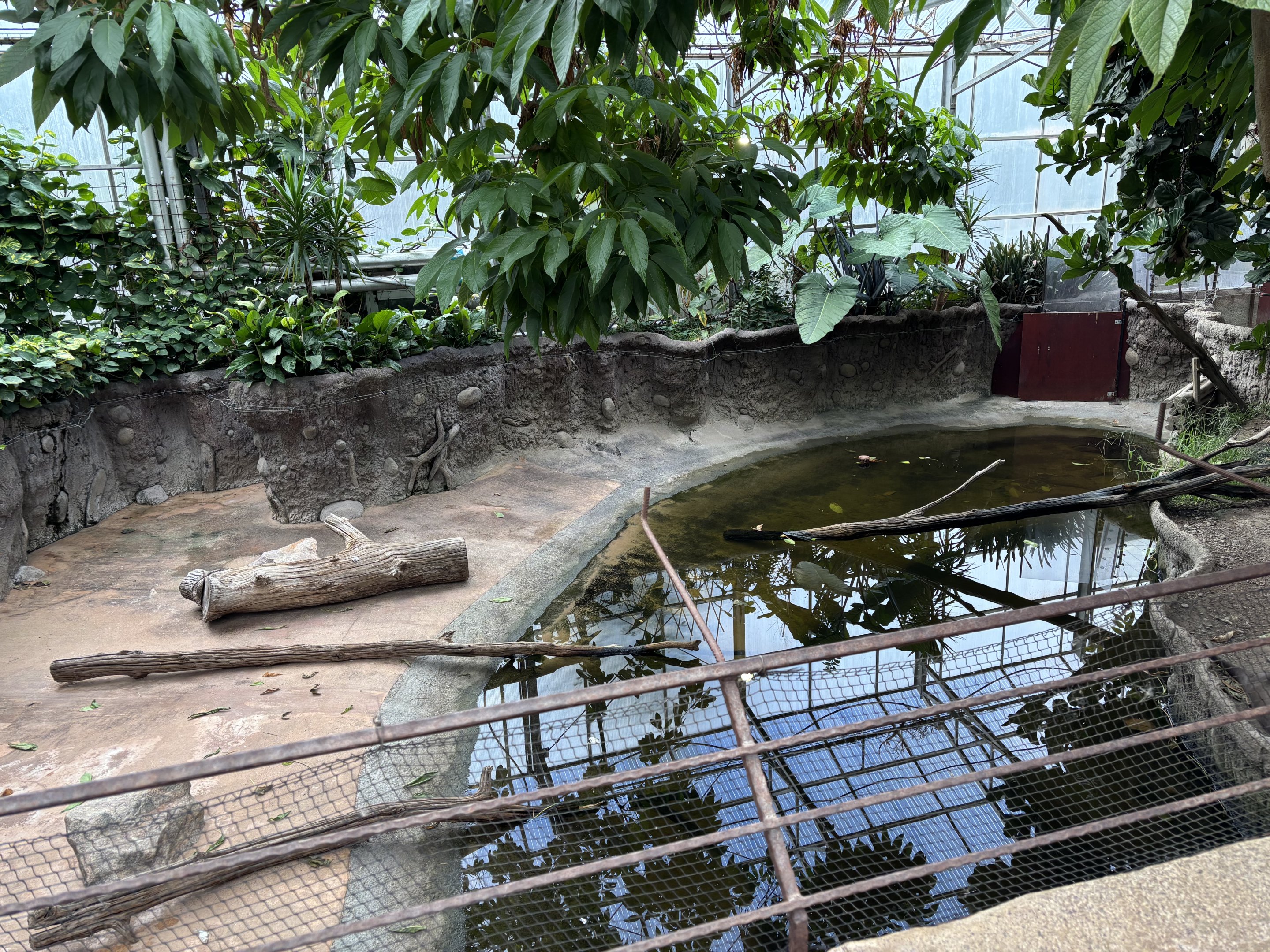 Giant otters indoors