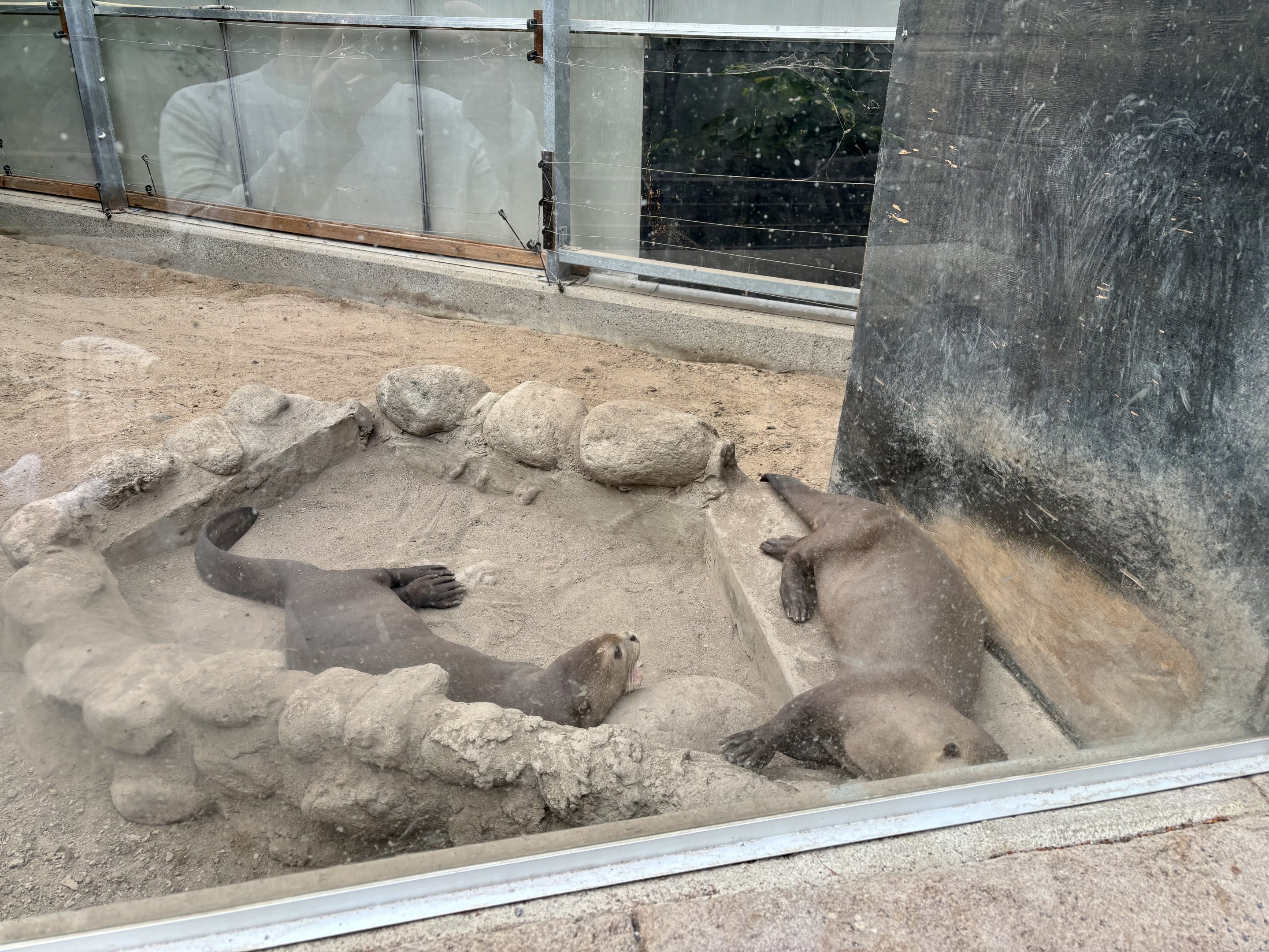 Giant otters indoors