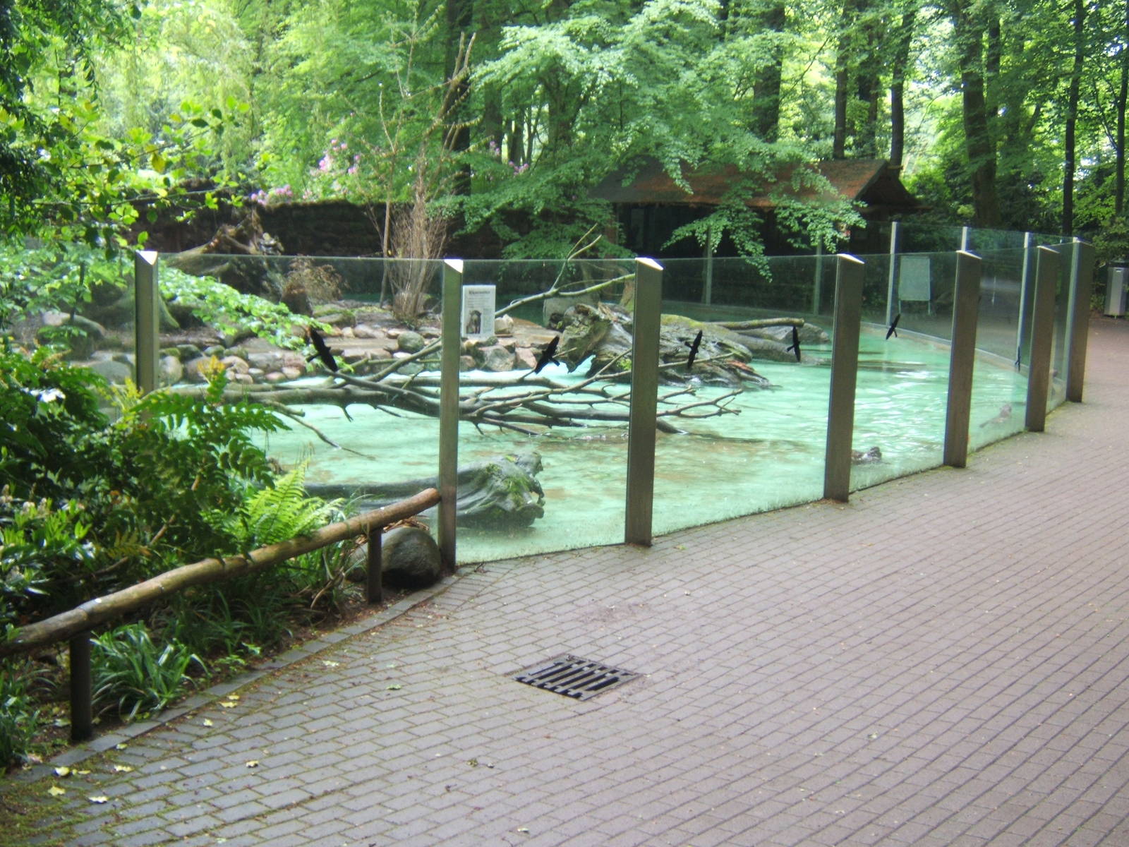 Giant Otters outdoor enclosure