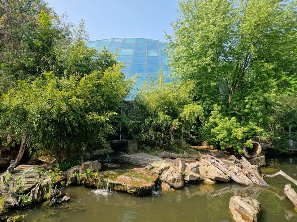 Giant Otters outdoor in front of Tropical hall