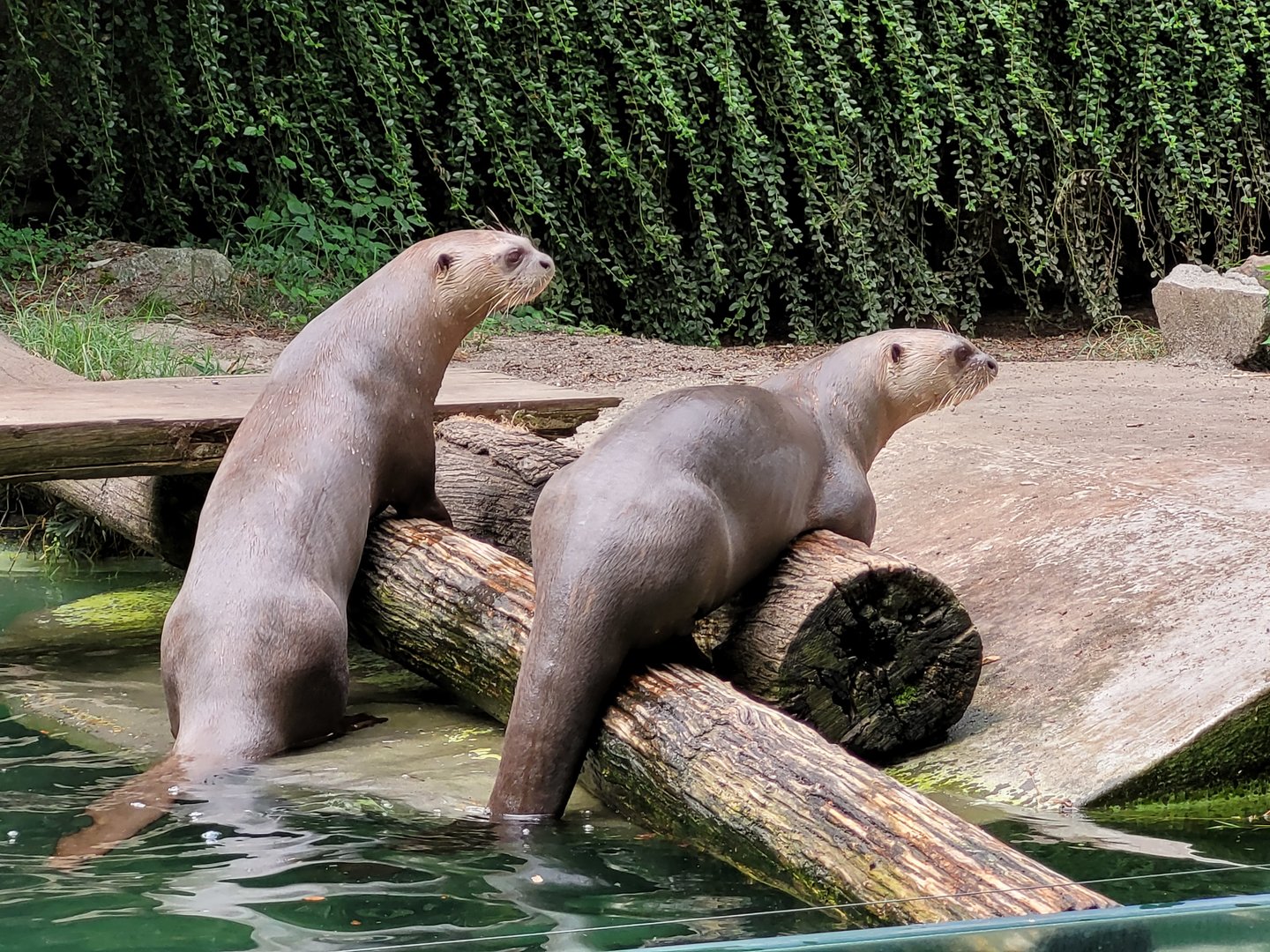Giant otters -Parc Animalier des Pyrénées (2023)