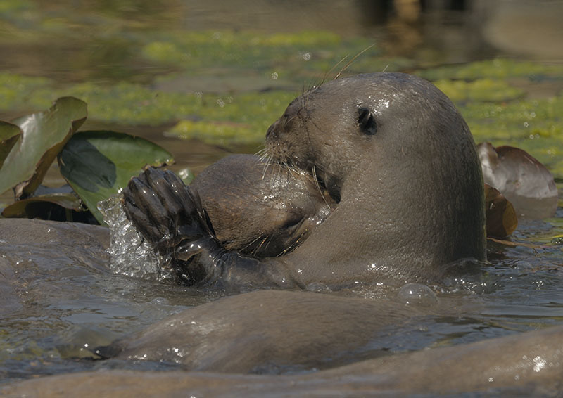 Giant otters playing