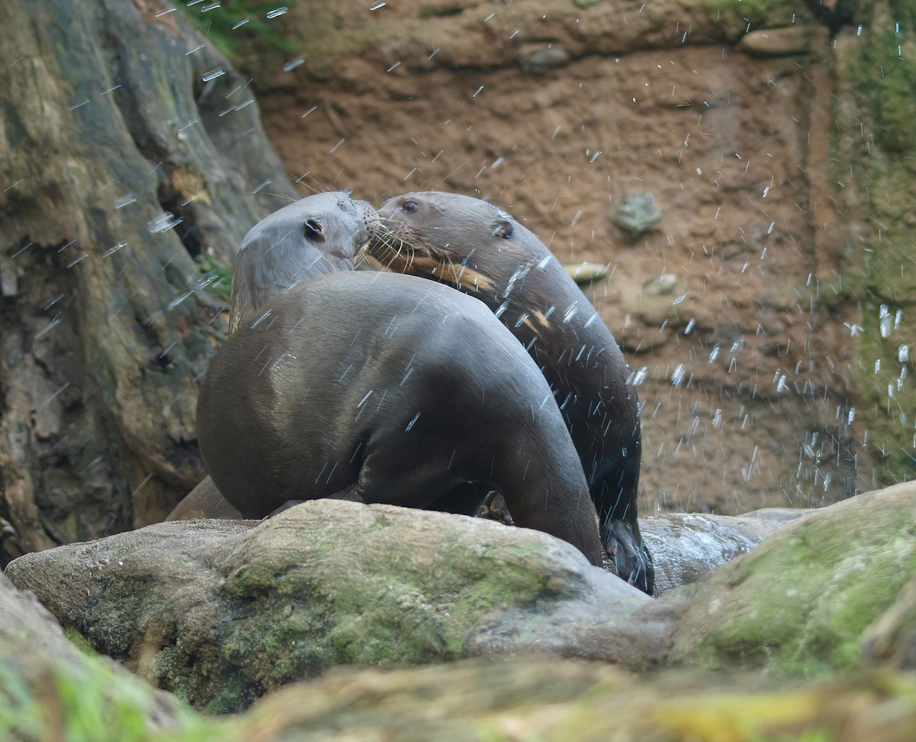 Giant otters (Pteronura brasiliensis), 2014-10-19