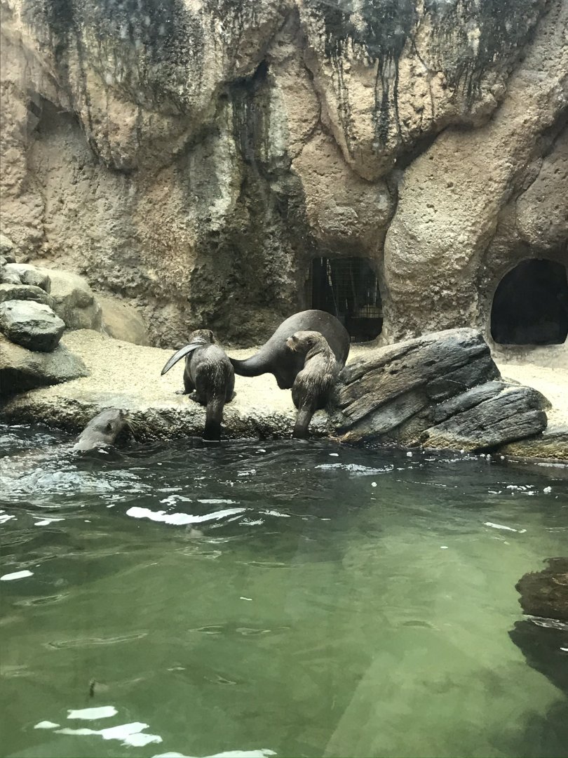 Giant Otters (Pteronura brasiliensis)