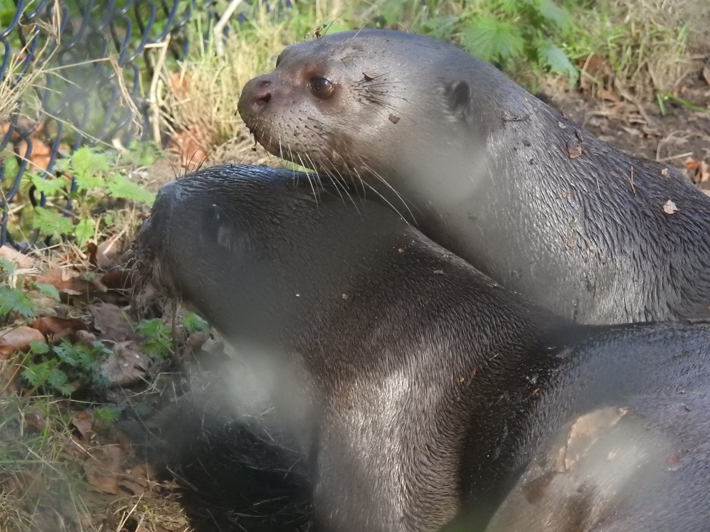 Giant Otters (Pteronura brasiliensis)