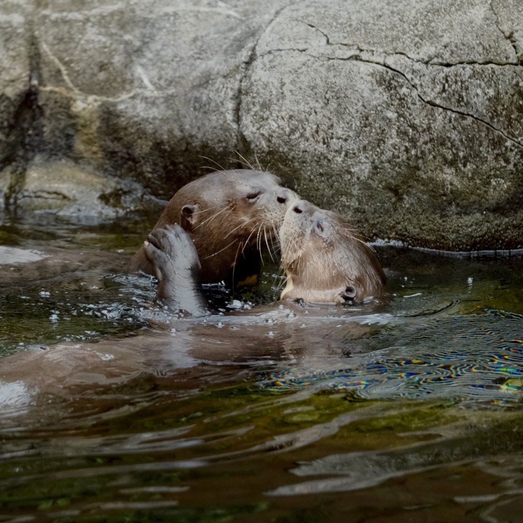 Giant Otters (Pteronura brasiliensis)