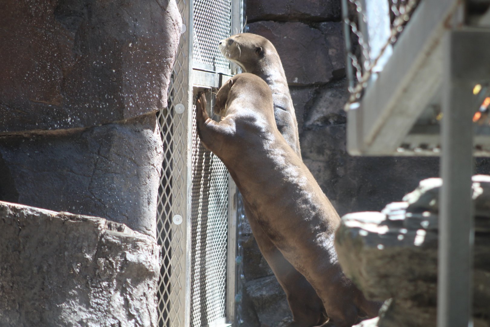 Giant Otters (Pteronura brasiliensis)