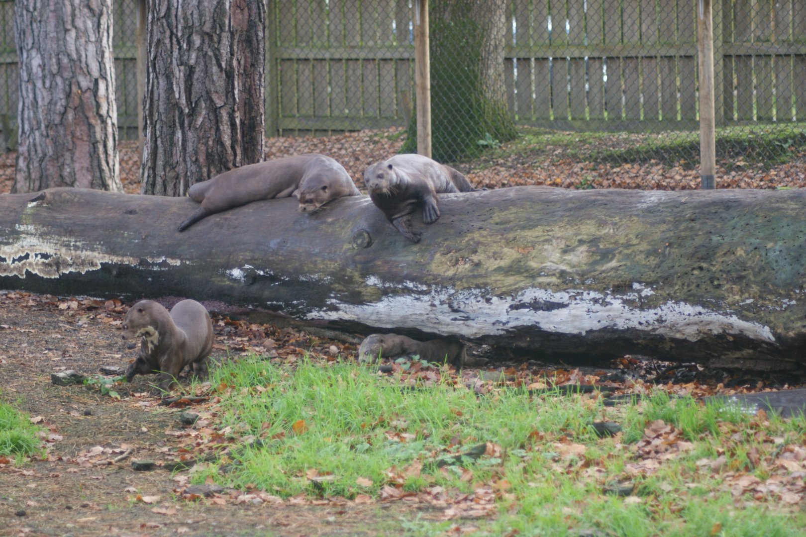 Giant Otters (Pteronura brasiliensis)