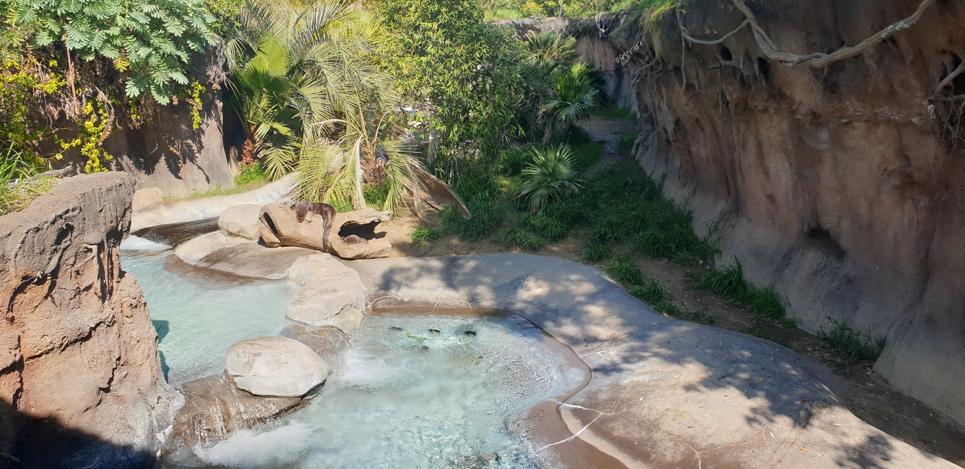 Giant Otters, Rainforest of America