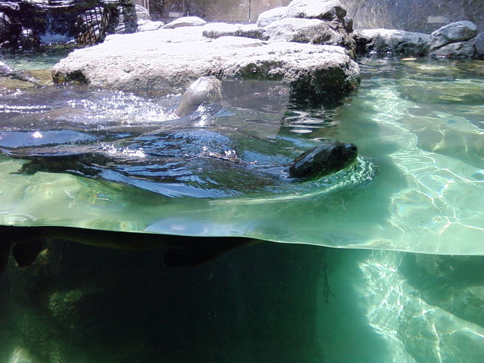 Giant Otters - Range of the Jaguar