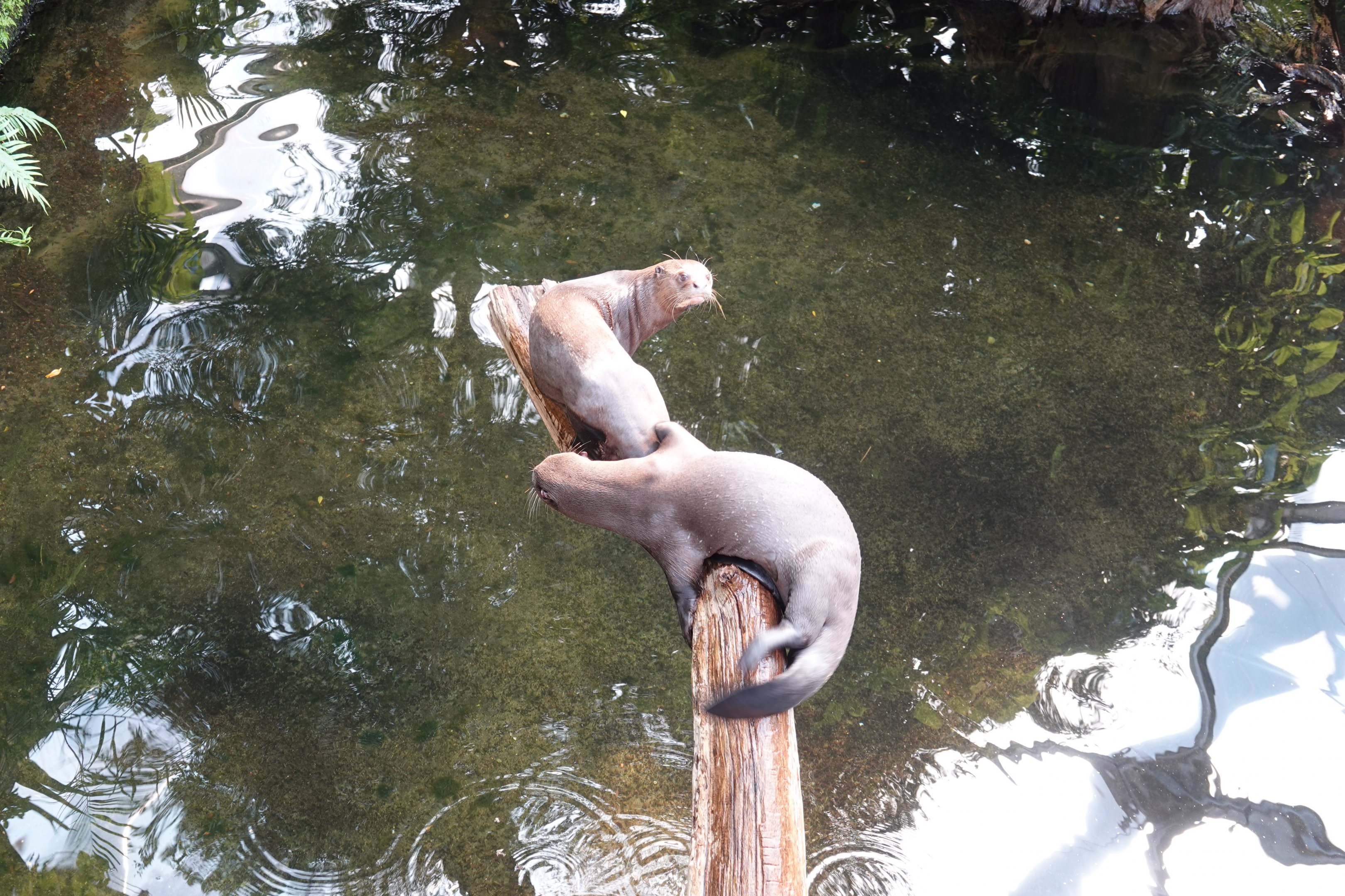 Giant otters resting on a tree