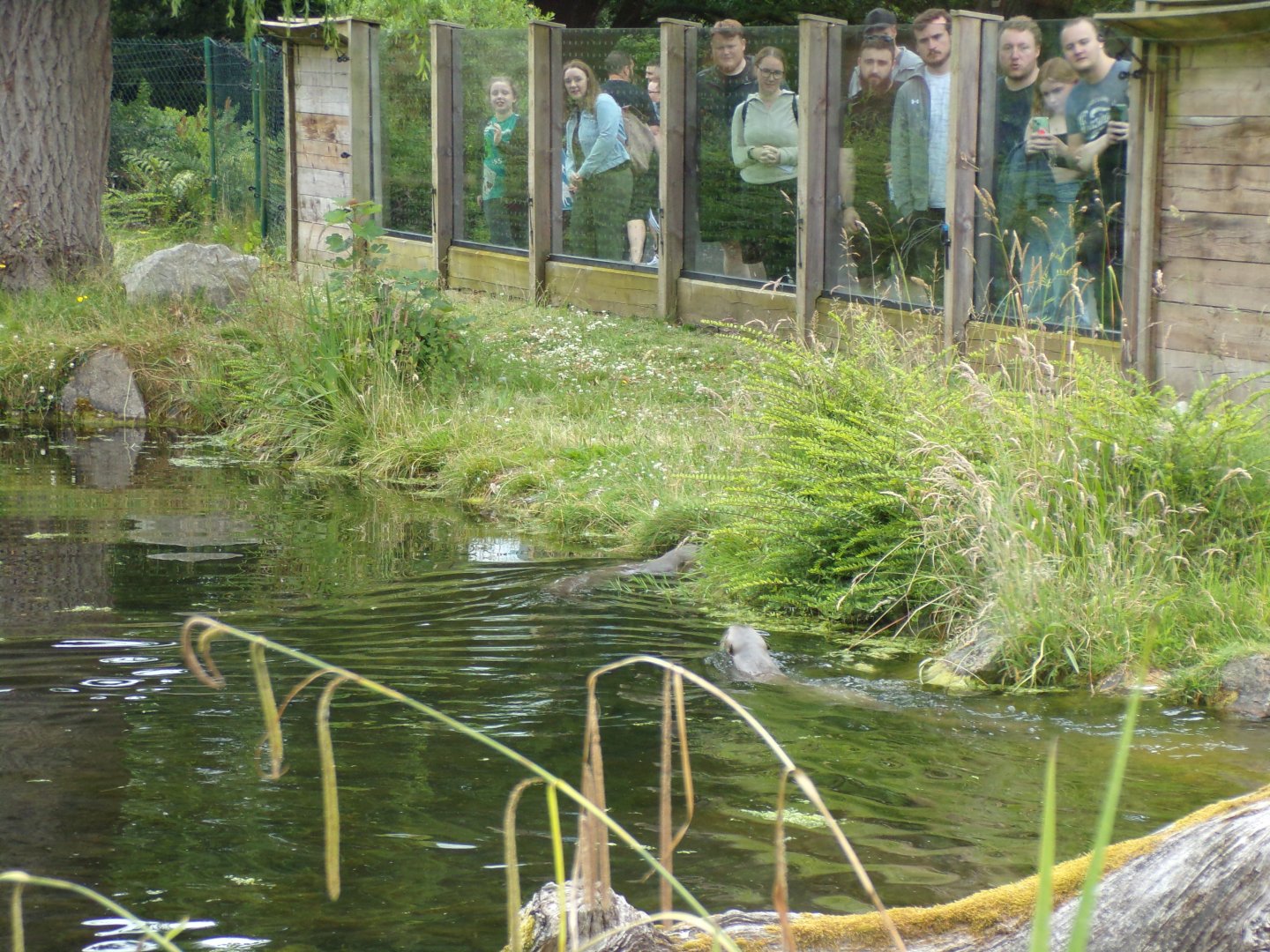 Giant otters swimming 29.6.24