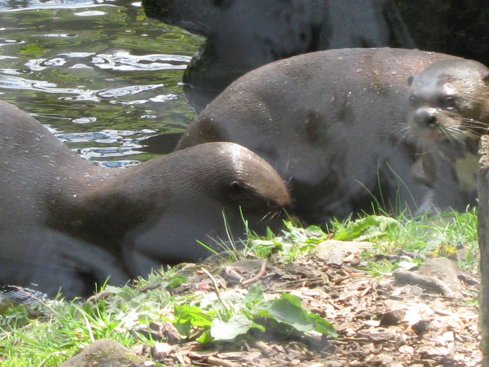 Giant Otter's together 15.5.10