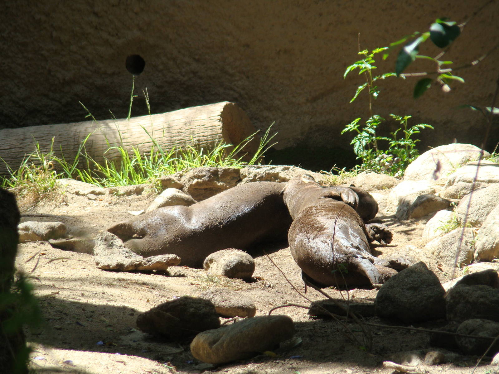 Giant Otters