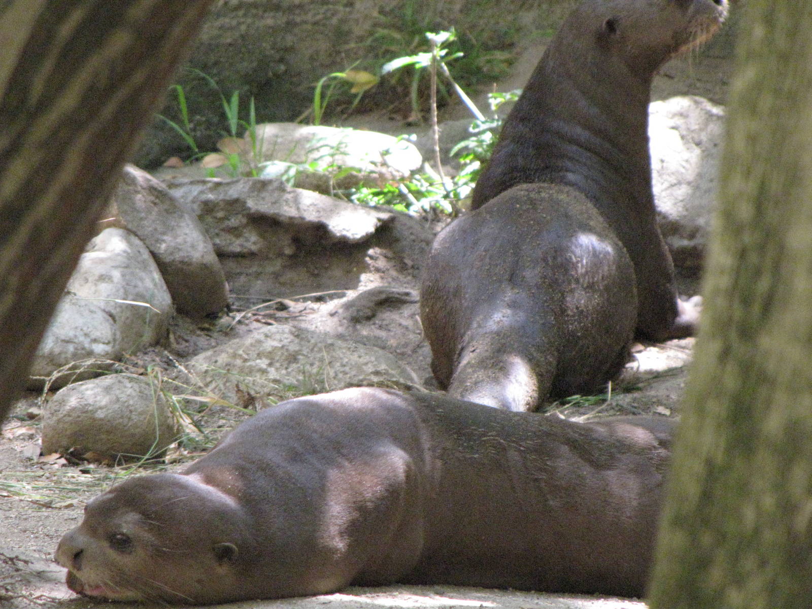 Giant Otters