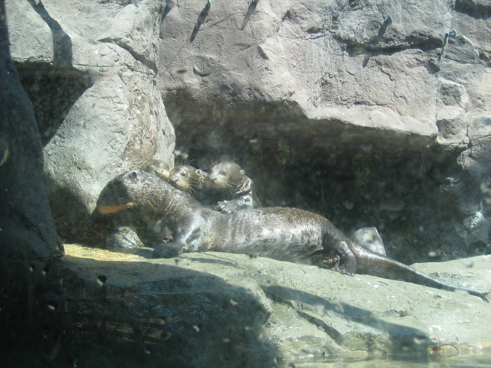 Giant Otters