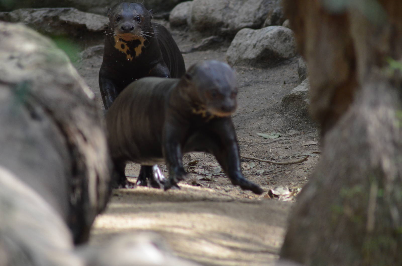 Giant Otters